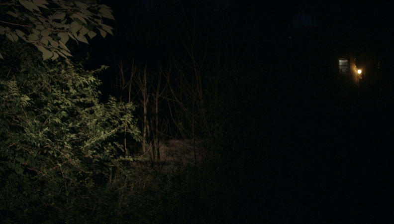 A forest on a dark night with a single light coming from the right side of the picture