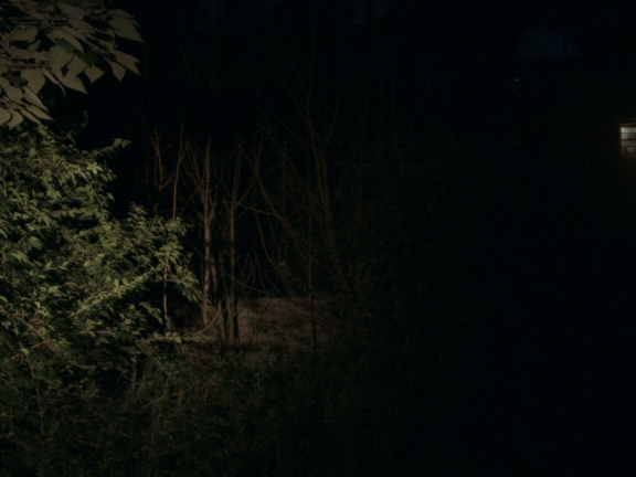 A forest on a dark night with a single light coming from the right side of the picture